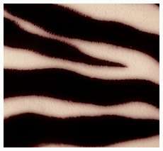 Zebra Stripe Texture